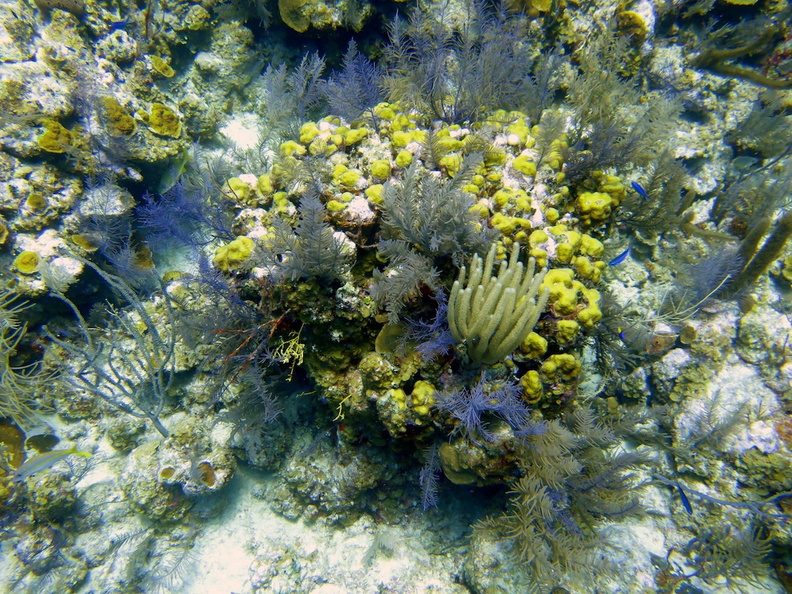 69 Reef IMG_3559.jpg